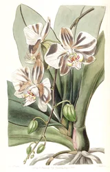 Phalaenopsis aphrodite subsp. aphrodite (als syn. Phalaenopsis amabilis Lindl. (1838), nom. illeg.)